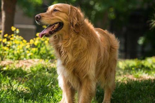 狗狗吃瓜吐瓜子,揭秘宠物饮食中的小趣事
