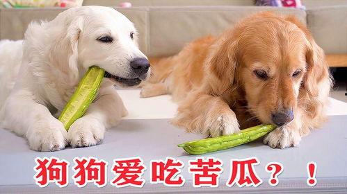 狗吃凉瓜,揭秘宠物饮食新风尚