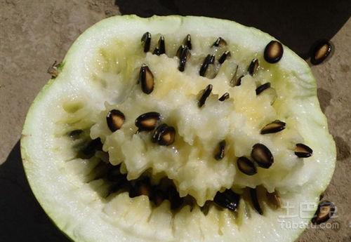 秋季吃籽瓜好吗？,秋季食用籽瓜的益处与推荐