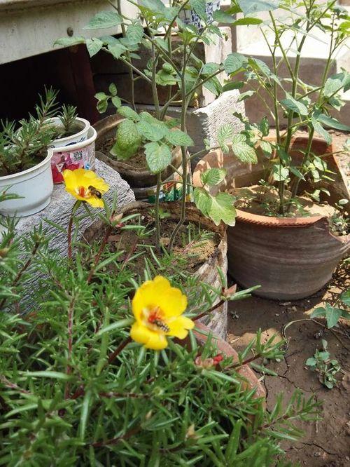 今日头条小菜园绿化,小菜园绿化，让生活更美好